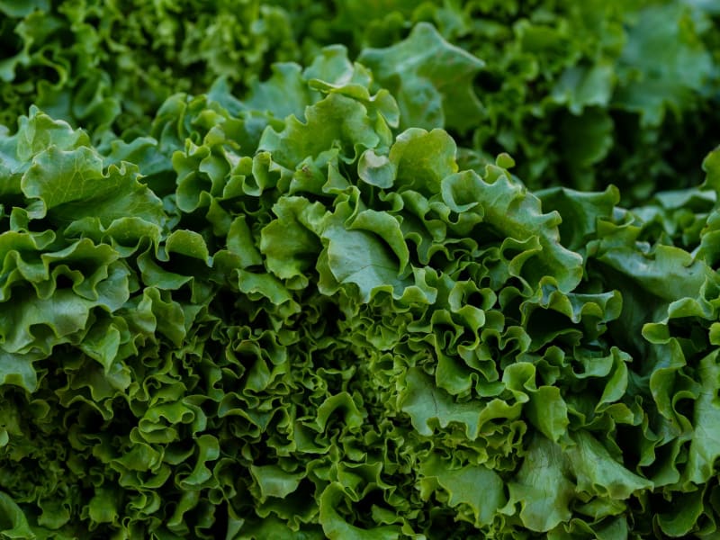 Cyclospora Outbreak Escalates: Unraveling the 'Lettuce-Gate' Crisis and Its Far-Reaching Implications