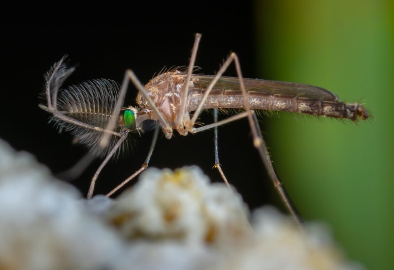 Mosquito-Borne Threats Emerge: France Grapples with Local Dengue, Chikungunya, and West Nile Outbreaks