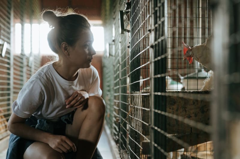 Escalating Avian Flu Threat: China Confirms Three New H9N2 Cases Amid Global Health Concerns