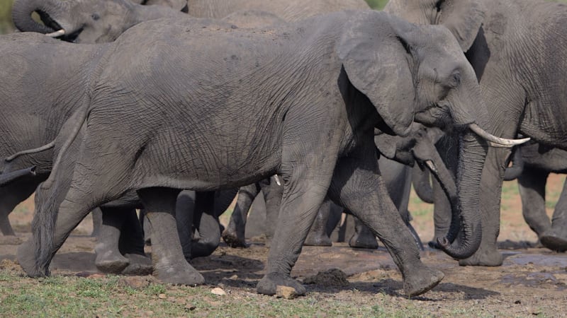 Cyanide-Laced Tomatoes Suspected in Tragic Elephant Deaths, Sparking Urgent Conservation Crisis in Kenya