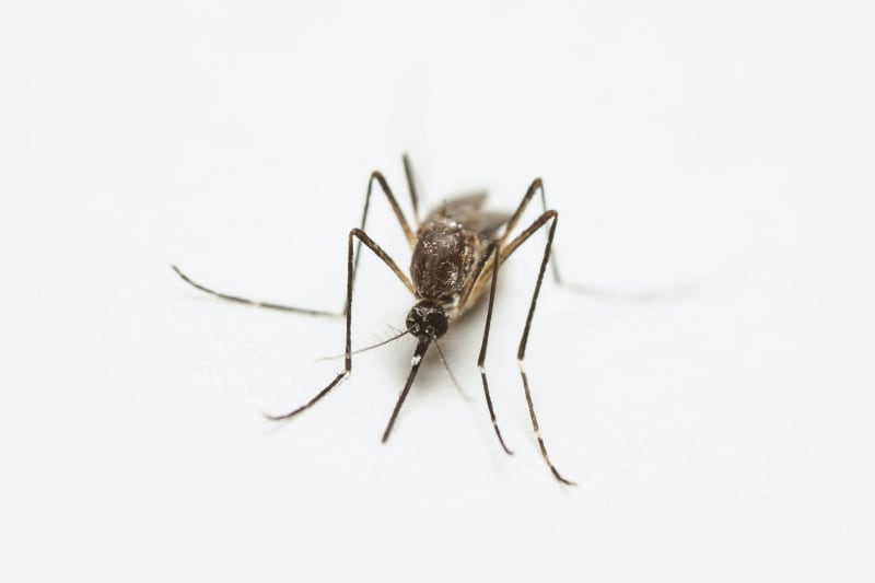 Florida Confronts First Local Dengue Case of Year, Heightening Public Health Vigilance in Hillsborough