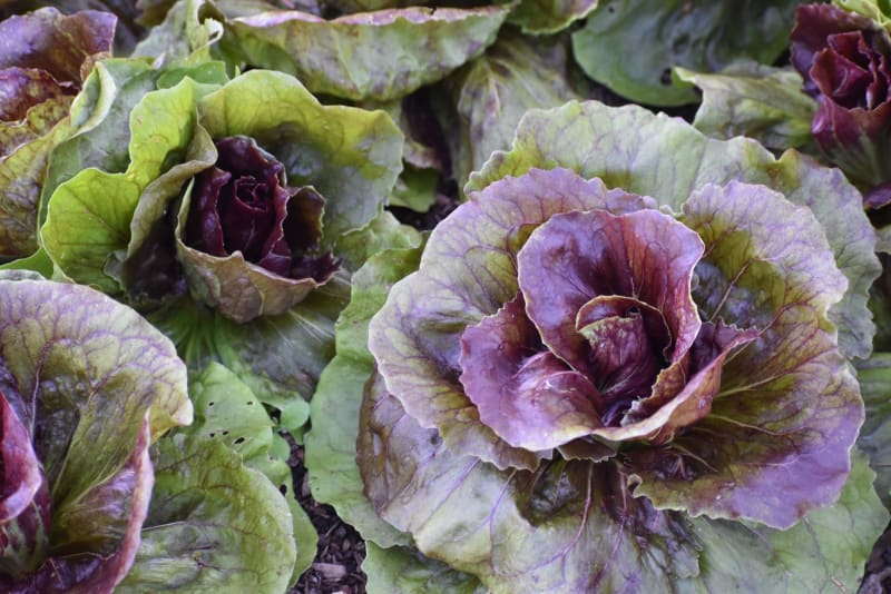 Cyclospora Outbreak Escalates: Iceberg Lettuce Link Confirmed, Four More States Affected