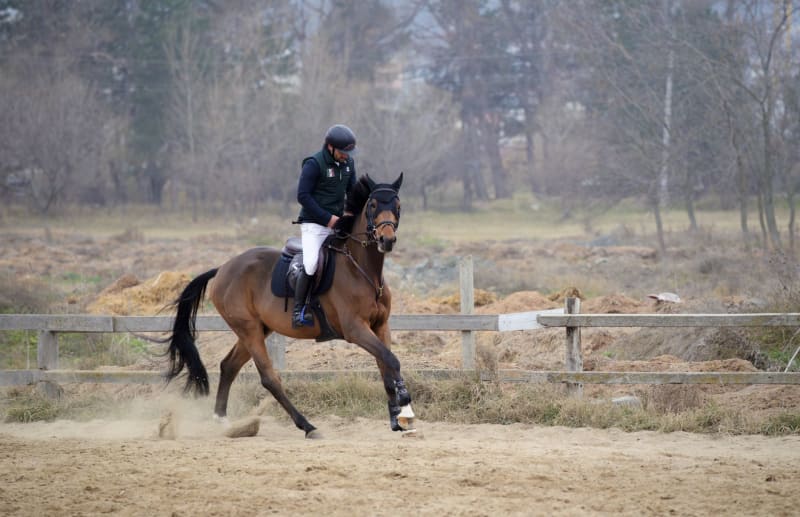 Abu Dhabi Secures Prestigious FEI Endurance World Championship 2026: A Global Equestrian Showcase