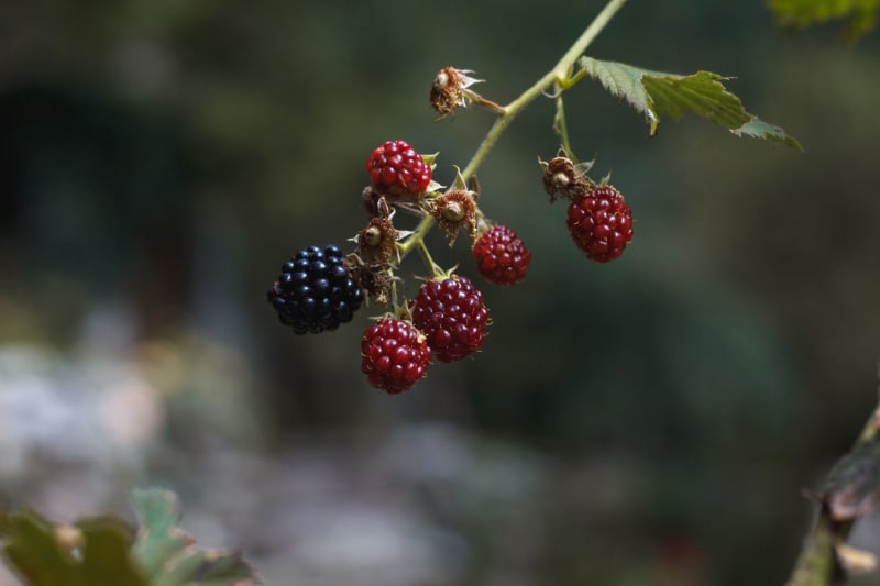 Meghan Markle's 'Horrifying' Blackberry Jam Photo Ignites Social Media Firestorm and Brand Scrutiny