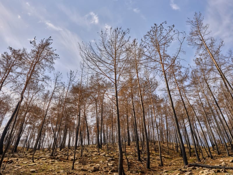 Washington State Grapples with Escalating Wildfire Crisis, Forcing Widespread Evacuations