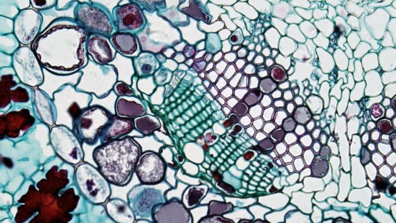 Novel Protein 'Death Switch' Reprograms Malignant Cells for Self-Destruction, Offering New Hope in Oncology