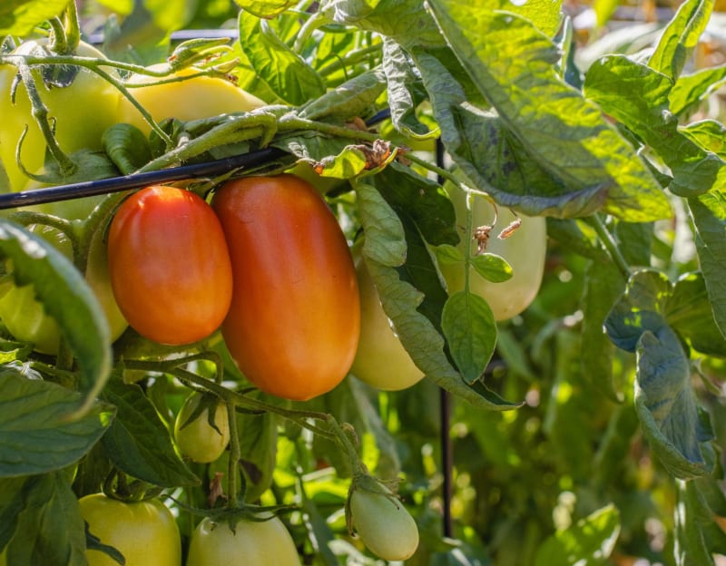 Sentient Solanaceae: 'Organic Intelligence' Unleashes Botanical Bedlam on August 7, 2026