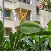 Sobha Dream Acres Wing 17