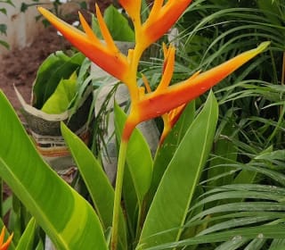 Sree Adithya Lotus — Photo via Google Maps