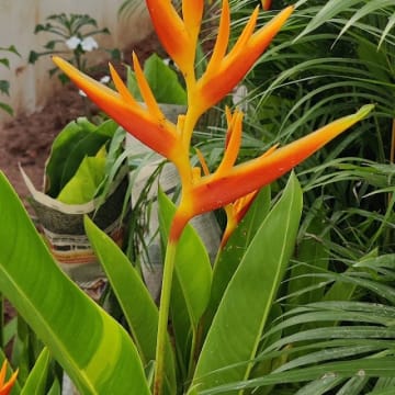 Sree Adithya Lotus — Photo via Google Maps