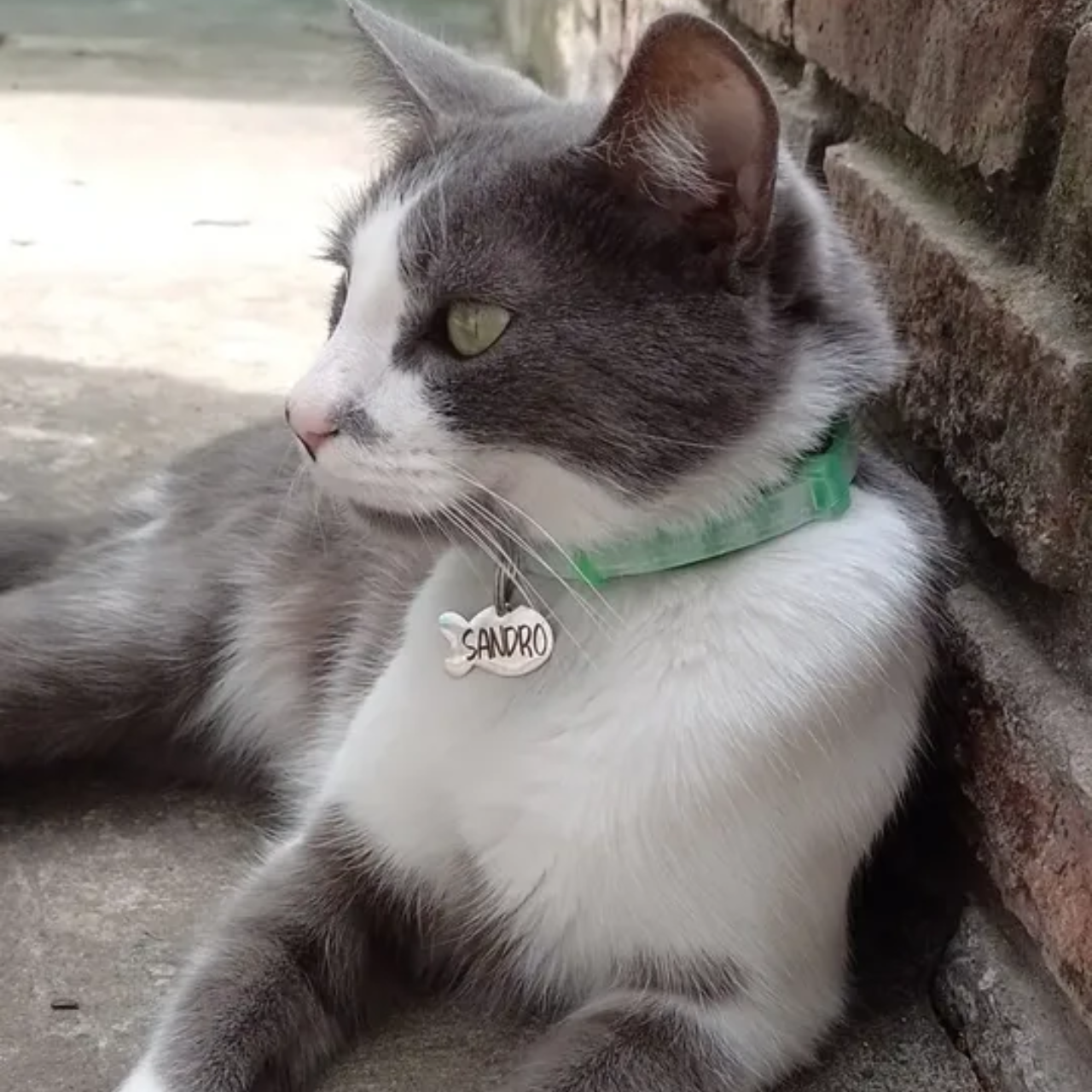 Reseña collar anti-pulgas para gatos