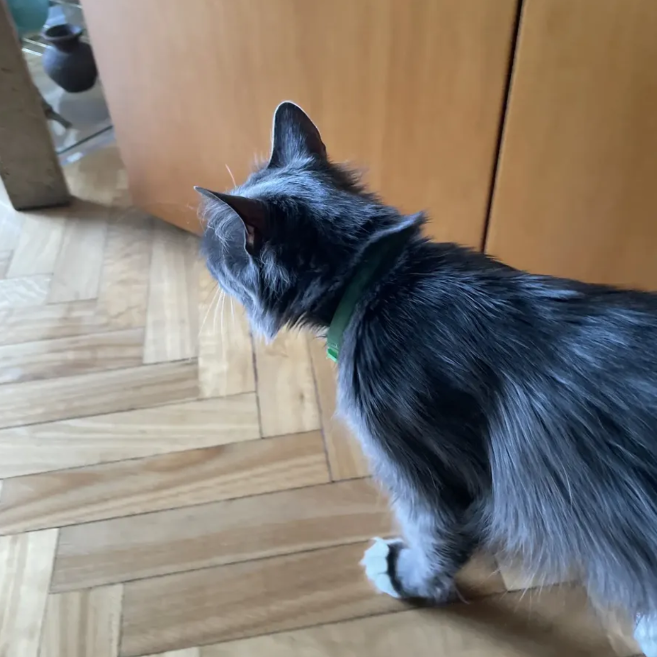 Reseña collar anti-pulgas para gatos