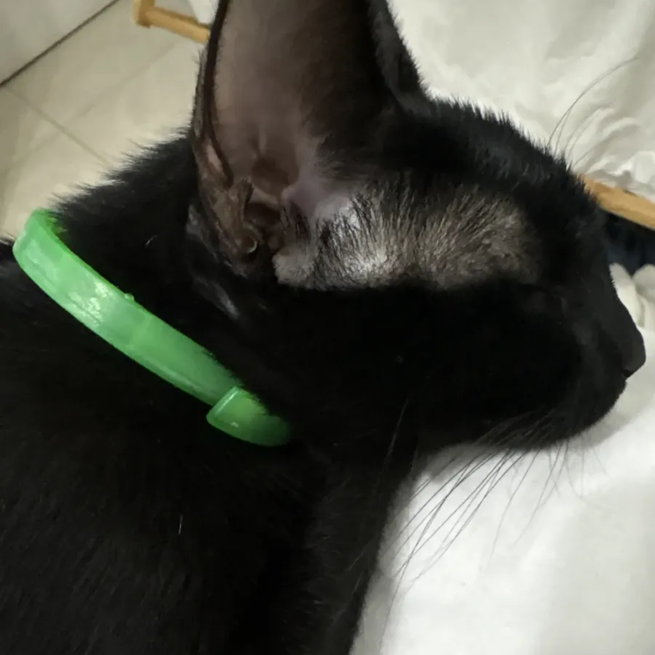 Reseña collar anti-pulgas para gatos