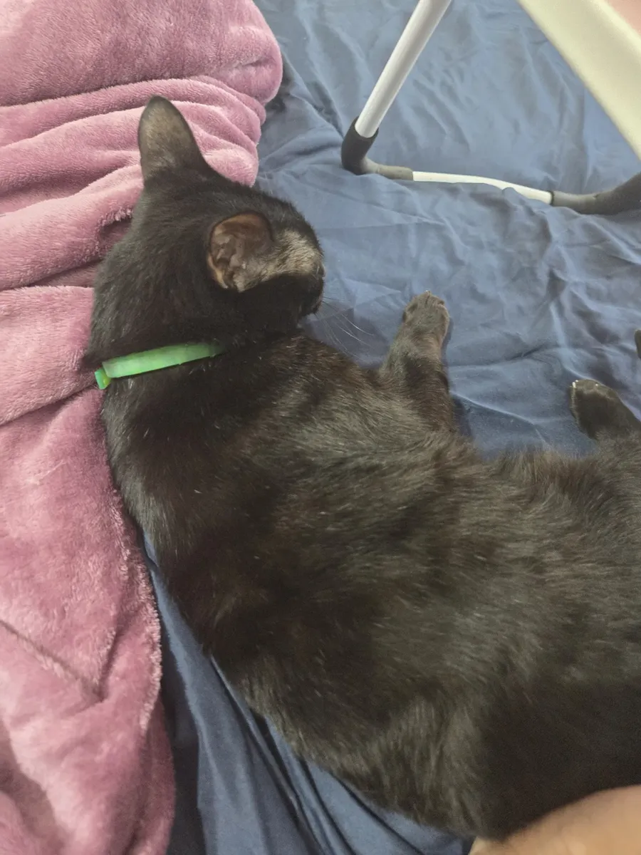 Reseña collar anti-pulgas para gatos