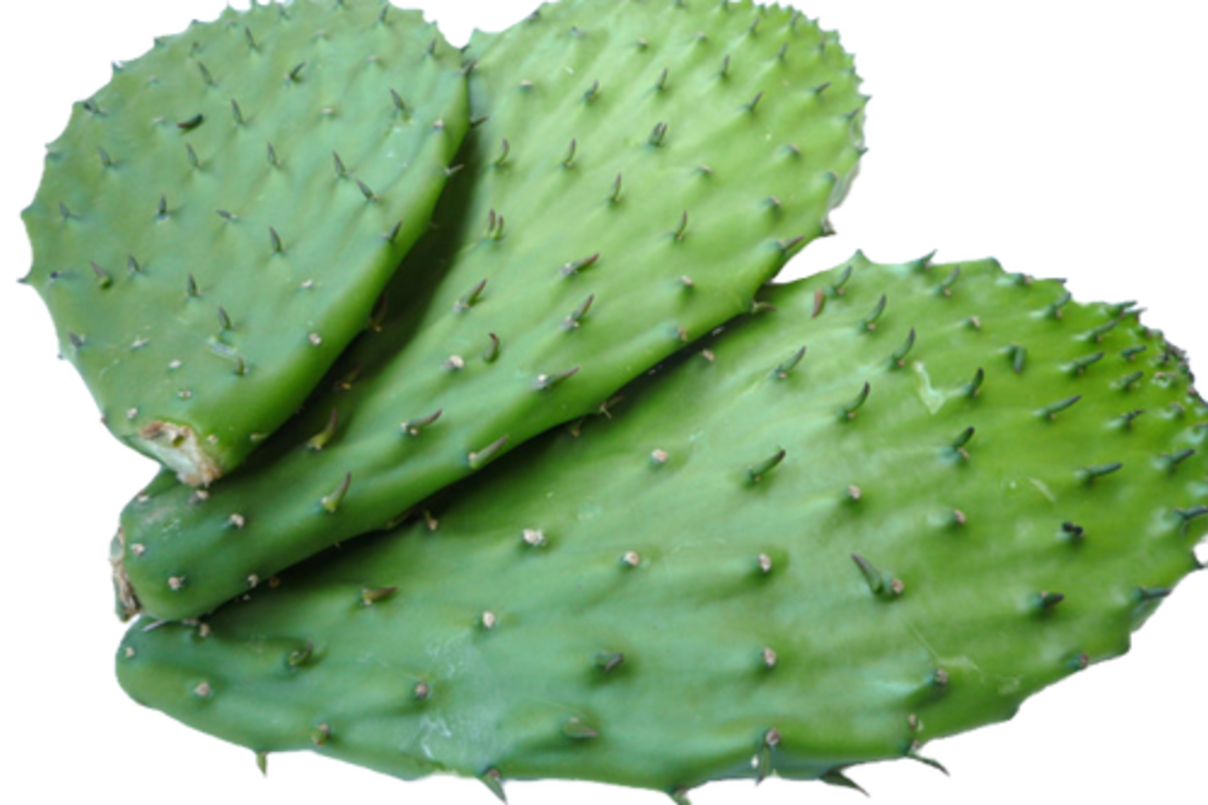 Nopal