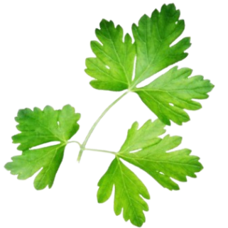 Hoja de cilantro