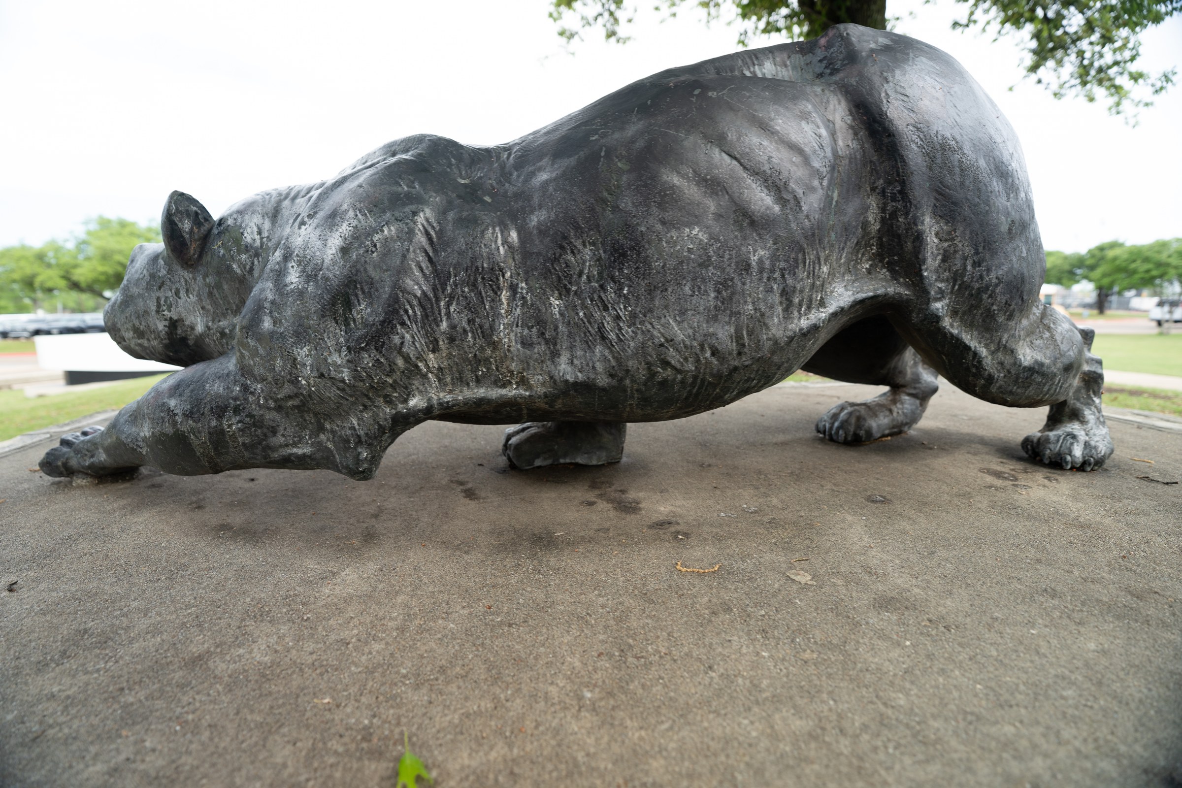 Plano East SHS panther -- profile