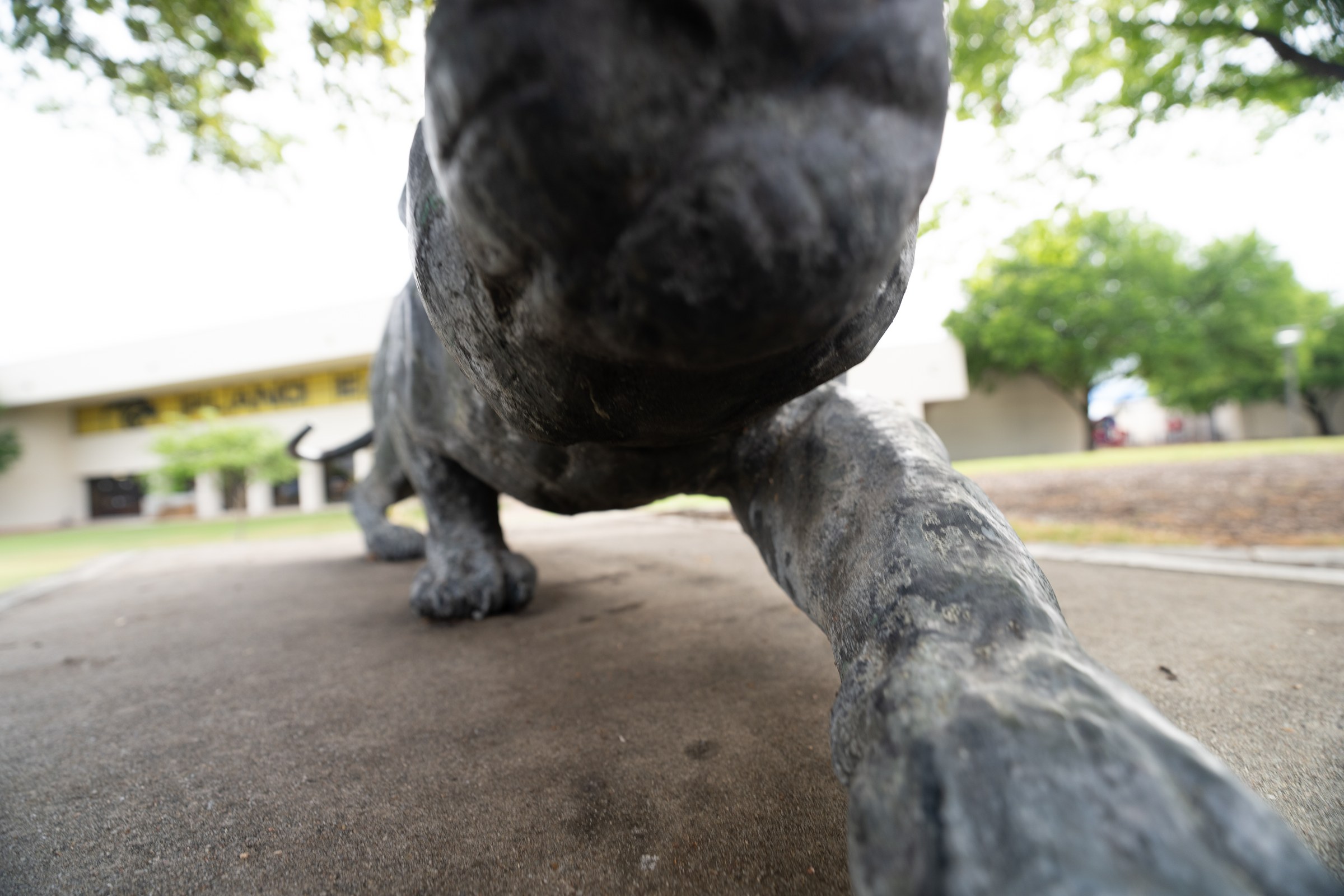 Plano East SHS panther -- close detail