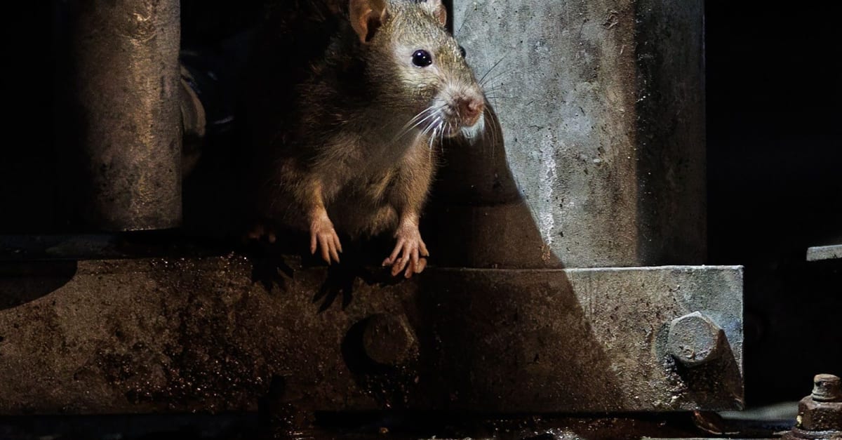 The Chicago Rat Quiz - City Cast Chicago