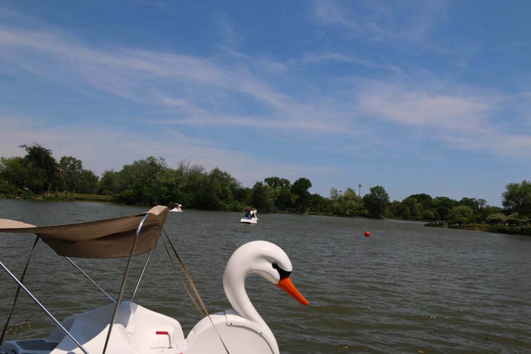 Swan boats dot the Humboldt Park lagoon on a sunny day. (Courtesy of J E Koonce / Flickr)