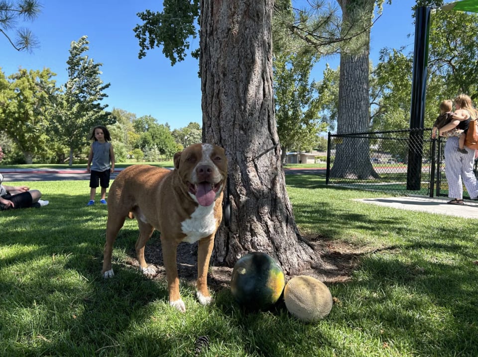 Dog standing next to melons next to a tree in a park with people around.