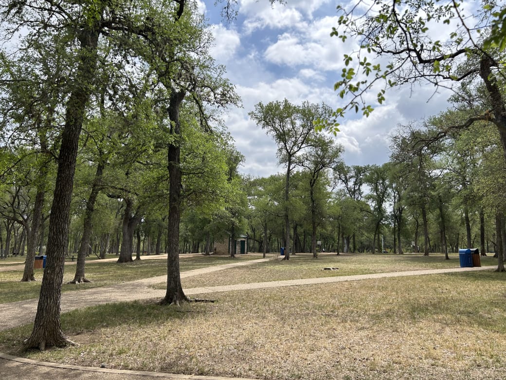 Many trees in a park. 