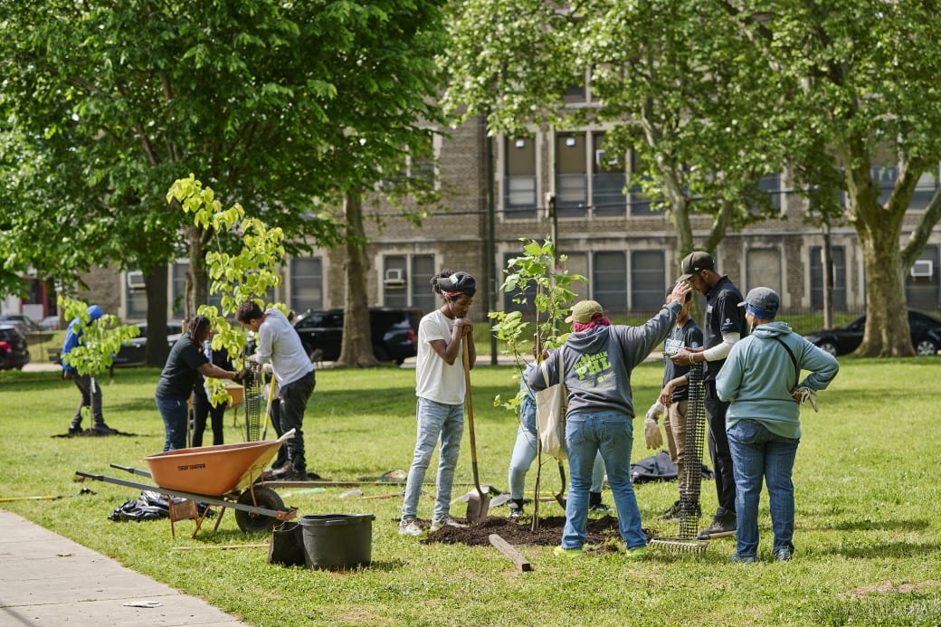 Volunteers plant trees