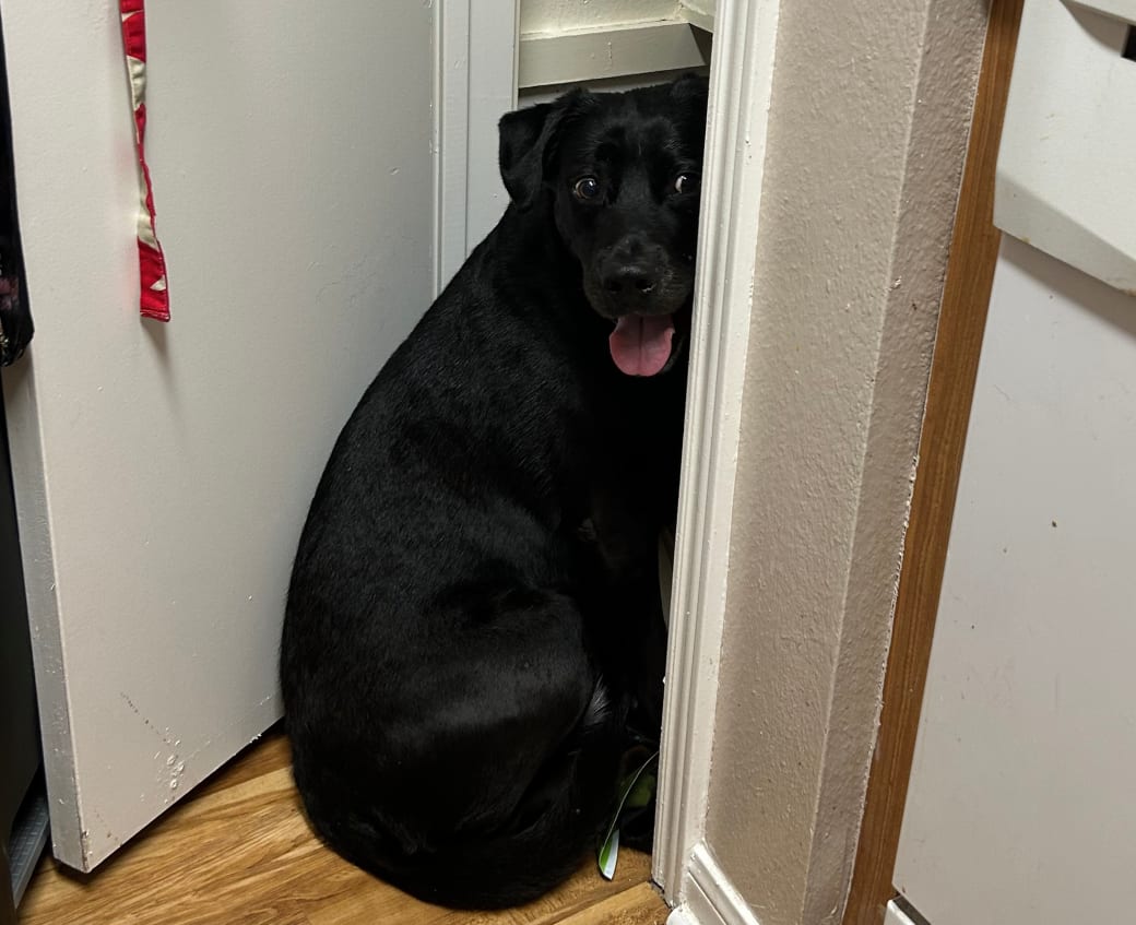 A black labrador retriever hiding in a pantry. 