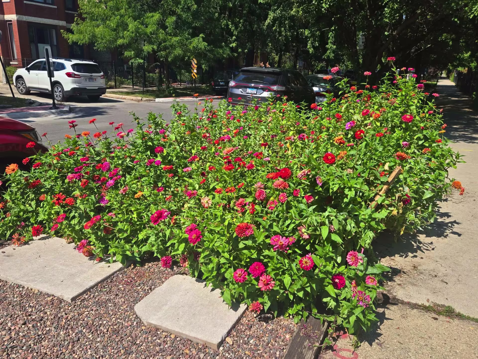 Zinnias blooming on an urban easesment