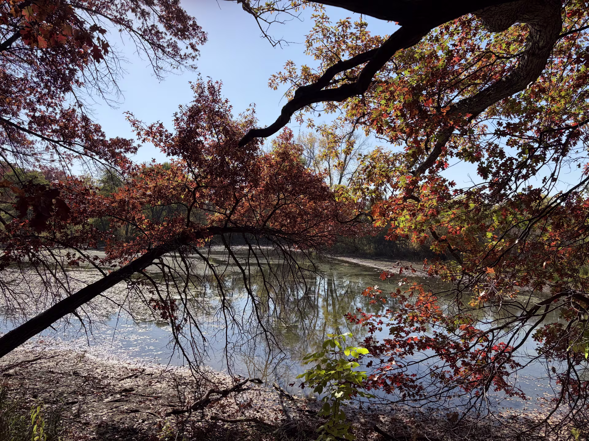 Tree branches with red, orange, and yellow leaves bend over a lake on a clear day.