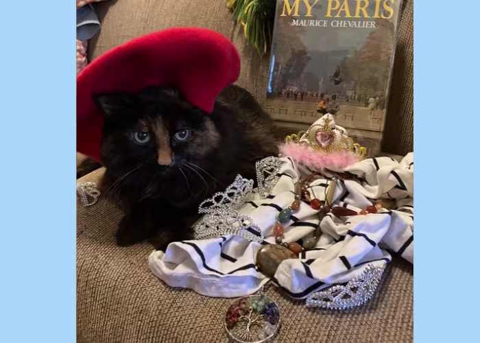 A black and brown cat sits on a couch with a red berrt on its head, next to is is a white and blue striped cloth with jewelry and plastic tiaras strewn across it, in the background a book called “My Paris” by Maurice Chevalier” is standing.