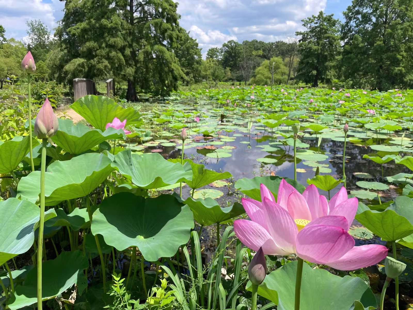 Sacred Lotus blooms at Kenilworth Aquatic Gardens. (Kaela Cote-Stemmermann/City Cast DC)