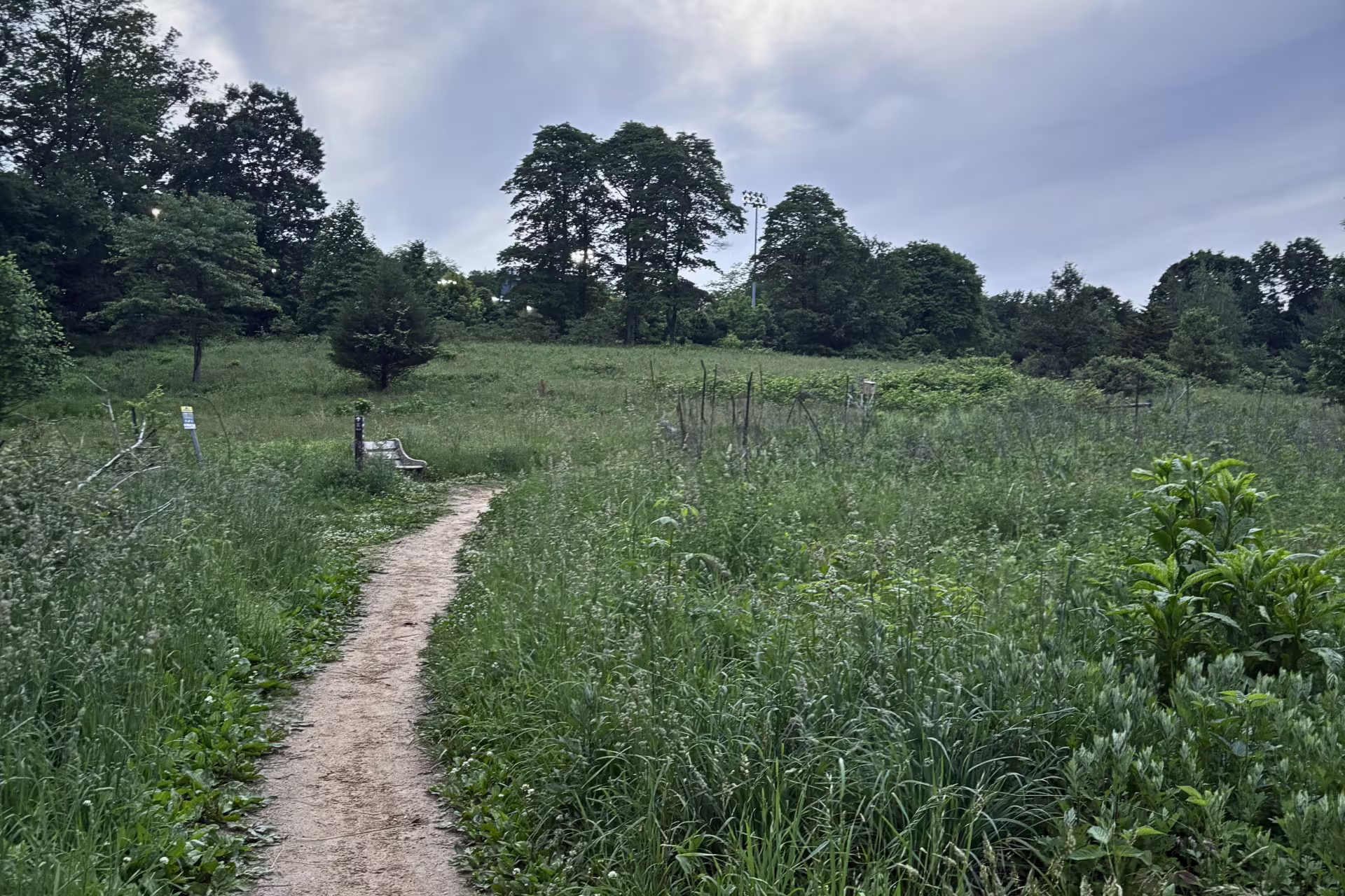 A lush grassy field is cut through by a sandy path leading past a bench and towards tall trees in the distance.