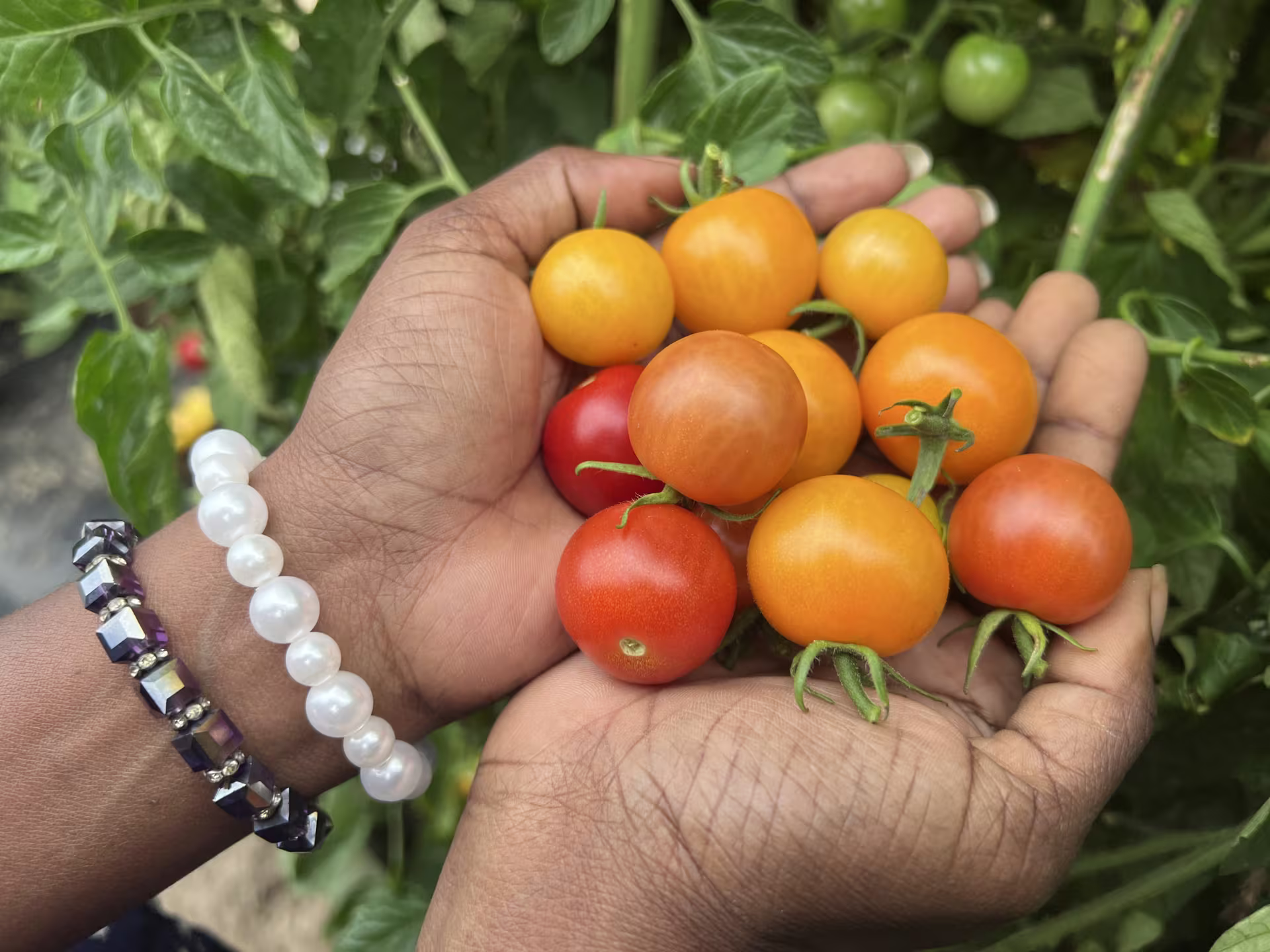 A person holding a handful of cherry tomatoes.