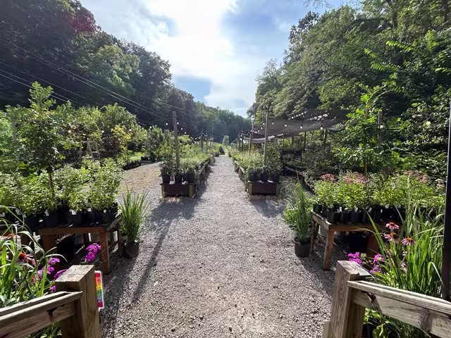 A gravel pathway winds through lush, densely planted aisles of native plants, flowers and shrubs at Wonder Gift & Garden in Kingston Springs.