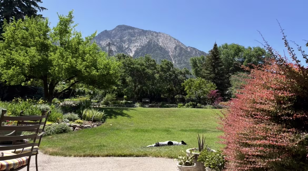 Dog laying in grass with the mountains in the background.