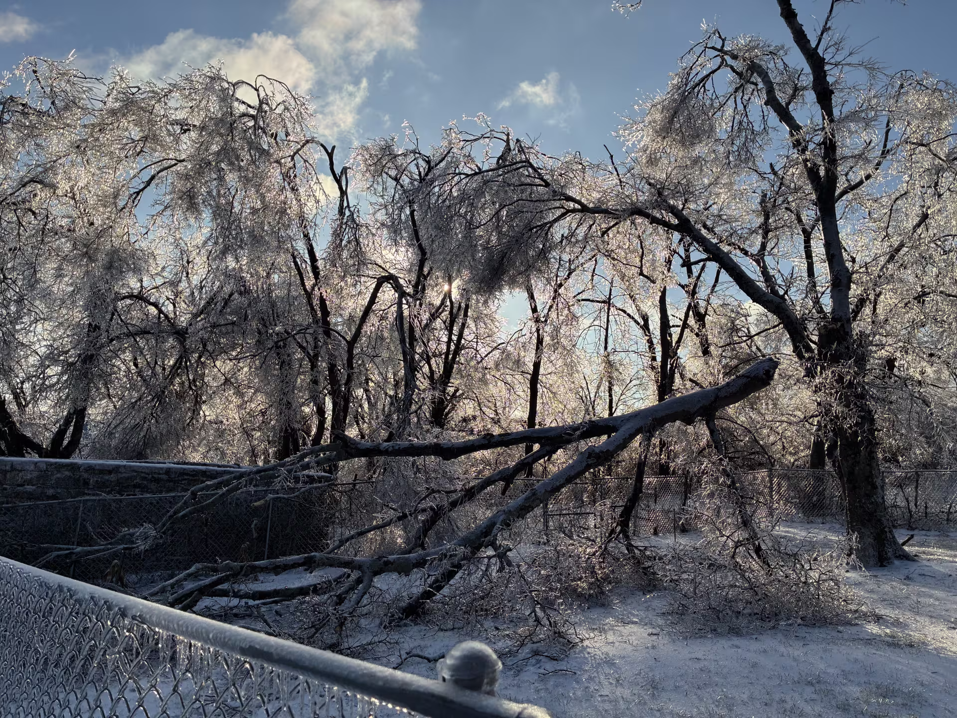 A downed tree in someone's backyard.