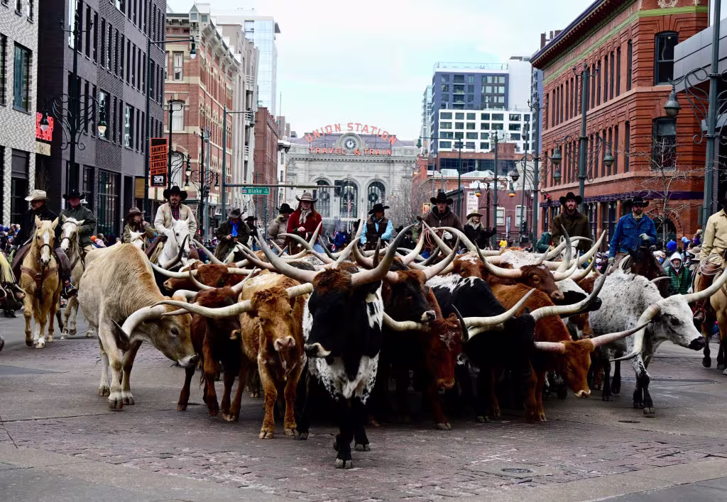 A herd of longhorn cattle march up 17th Avenue for the annual Stock Show parade.