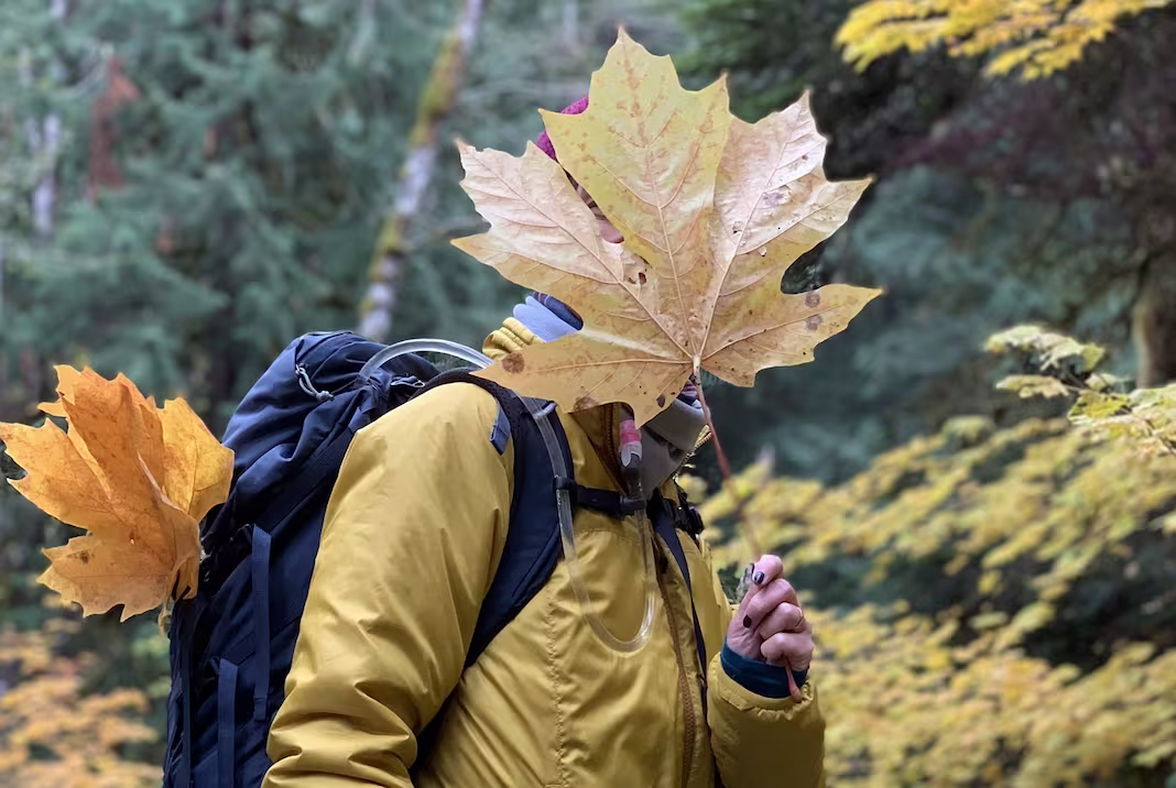 woman hold a big leaf maple