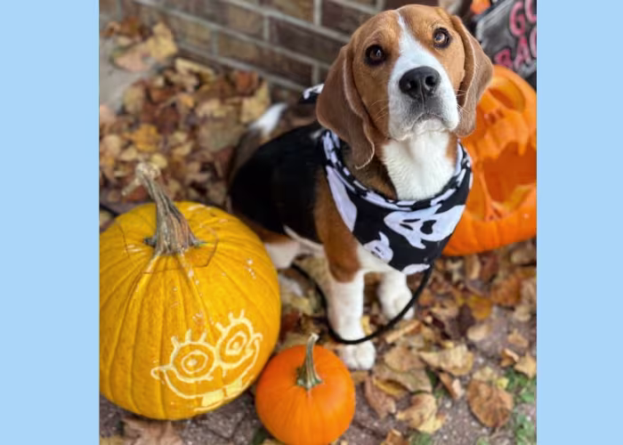 A beagle with a ghost bandana sits next to 3 pumpkins, two are jack o'lanterns. 