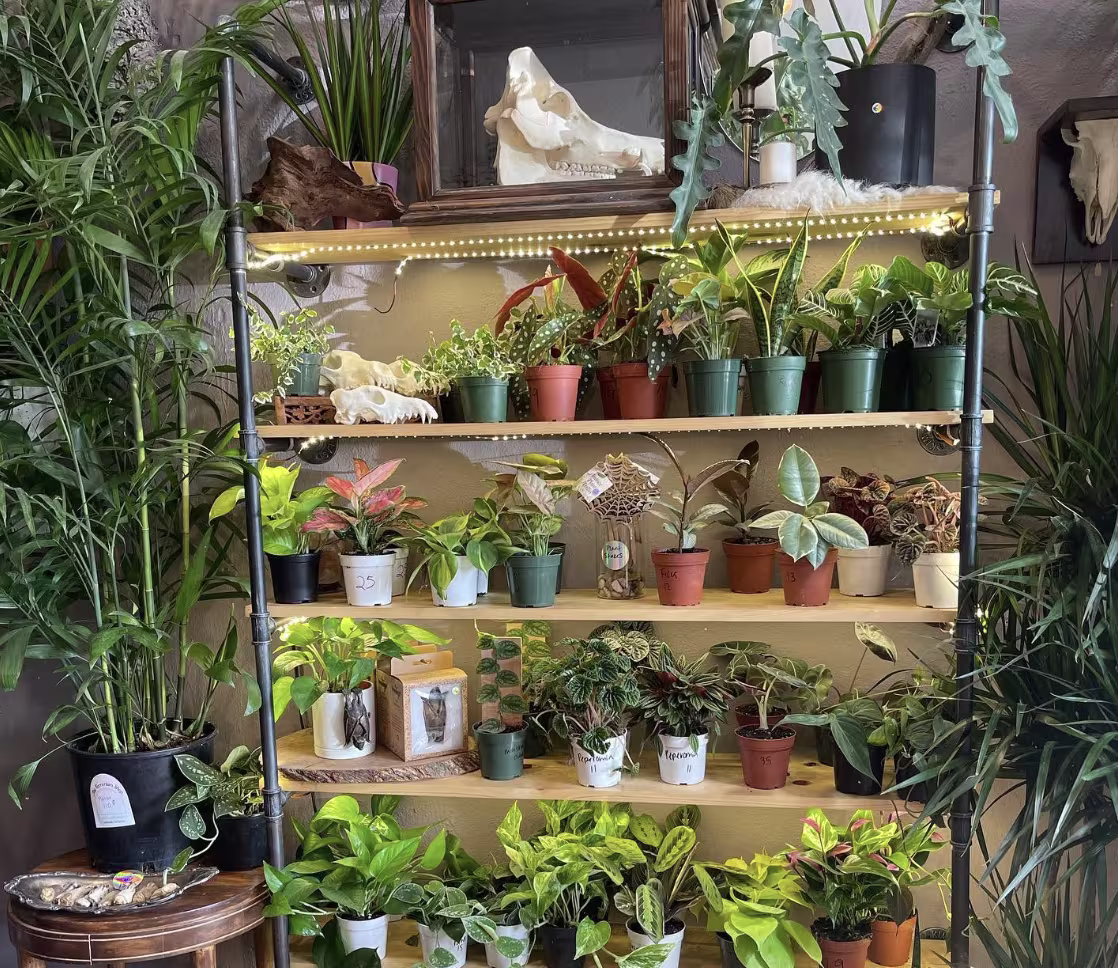 Different plants arranged on a shelf in a local plant shop