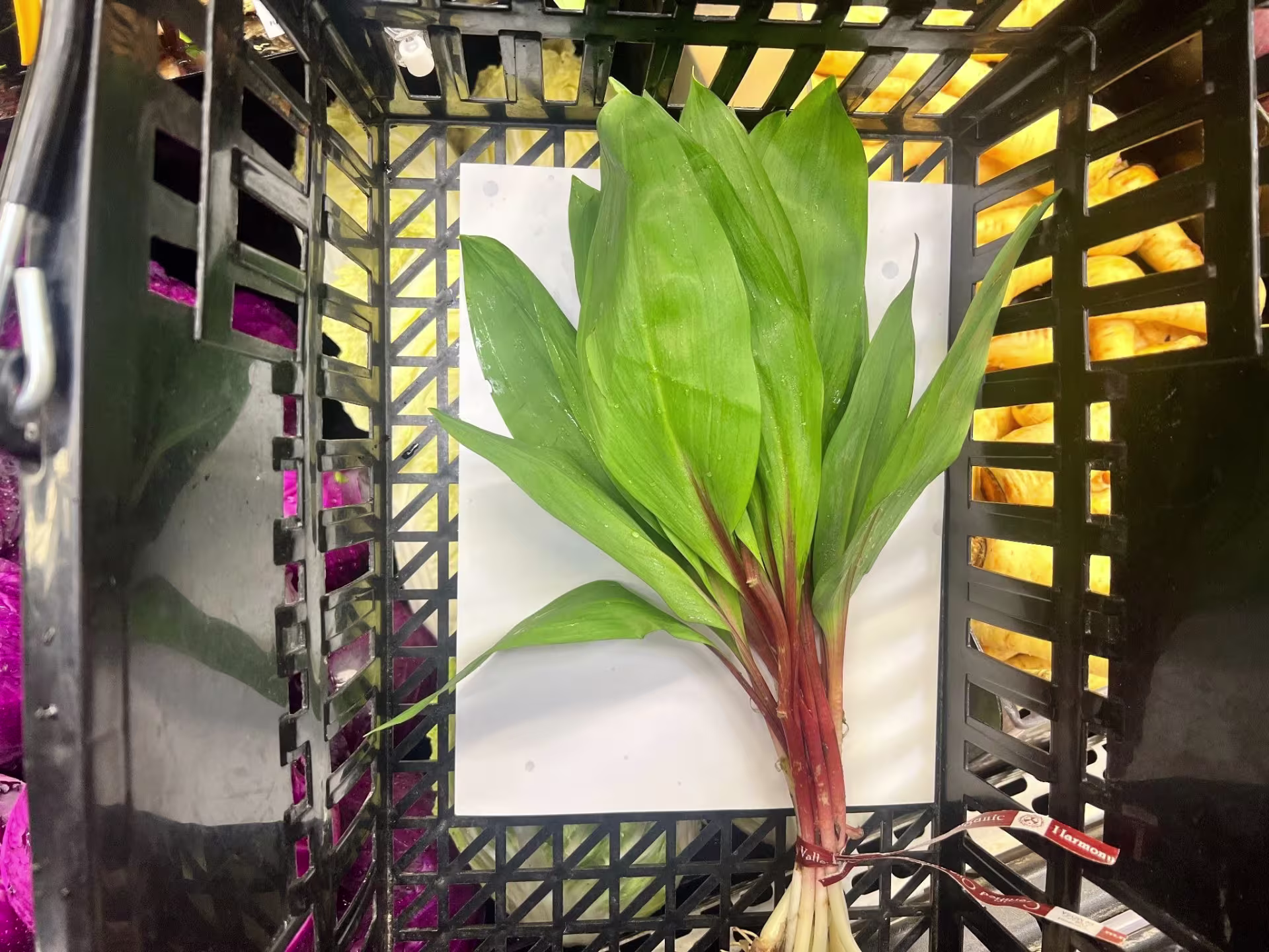 Ramp bunch sitting in grocery basket, viewed from above
