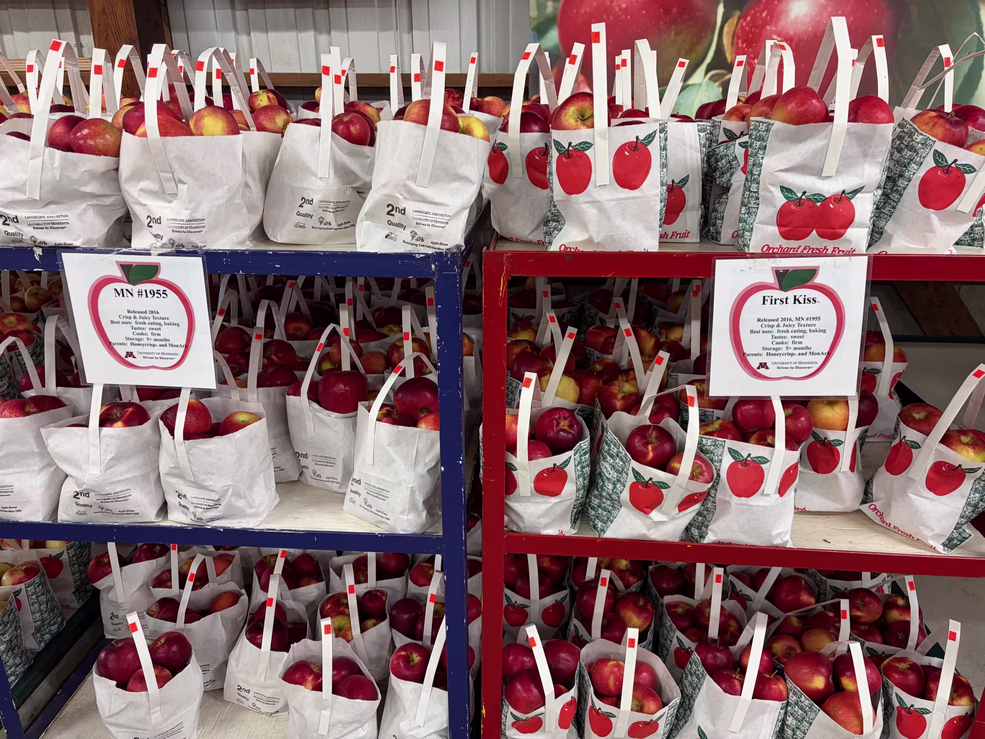 Three rows of white paper bags on two shelves with handles, filled with red apples of different varieties. The left shelf features a laminated label that reads, “MN #1955,” and the shelf to the right has a label that reads, “First Kiss.”