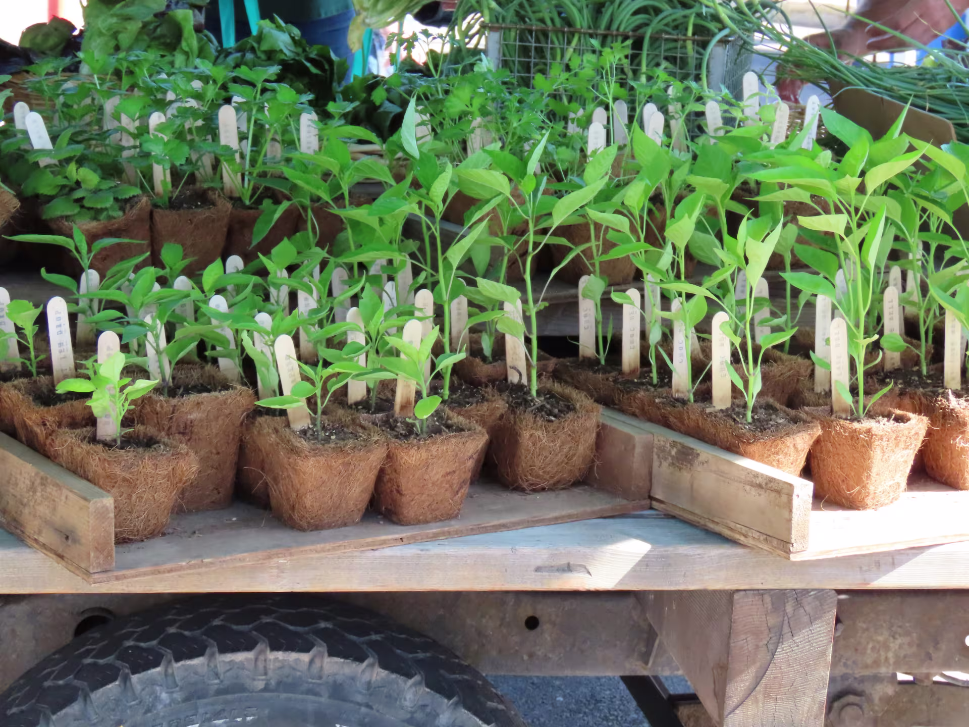 Seedlings for sale