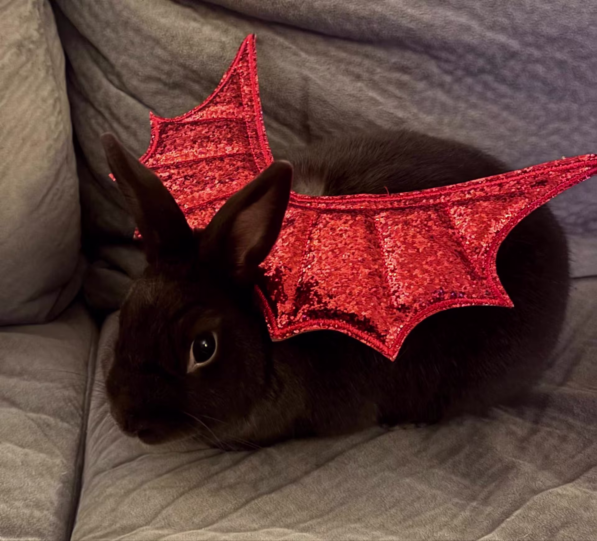 A black bunny sits on a couch with red wings on its back