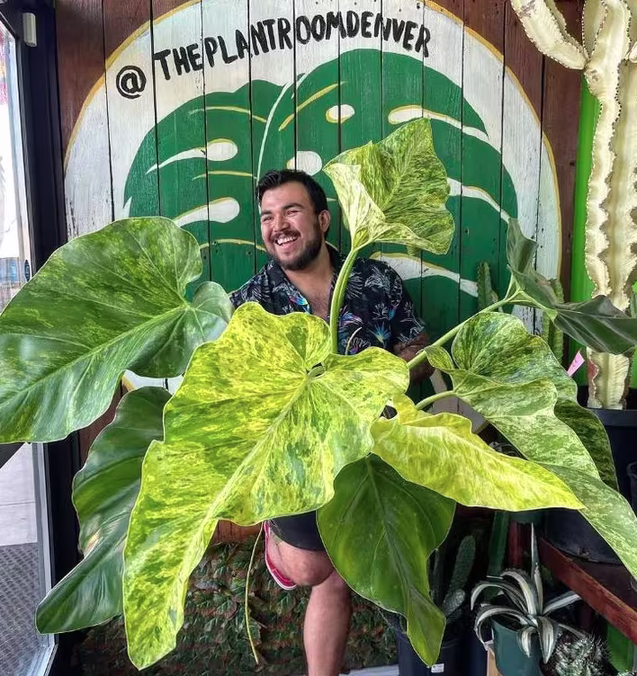 Person holds large plant by window with wood background