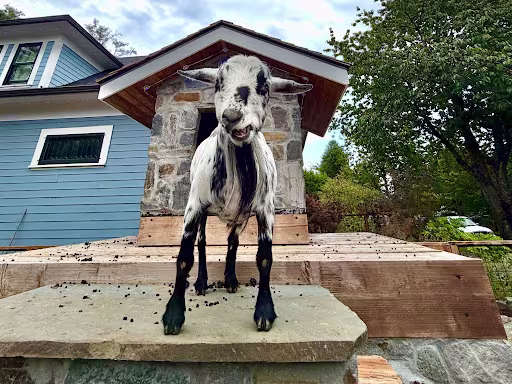 A black and white goat stands elevated on a stone and wood tower outside of the Sellwood Goat House in Portland, Oregon.