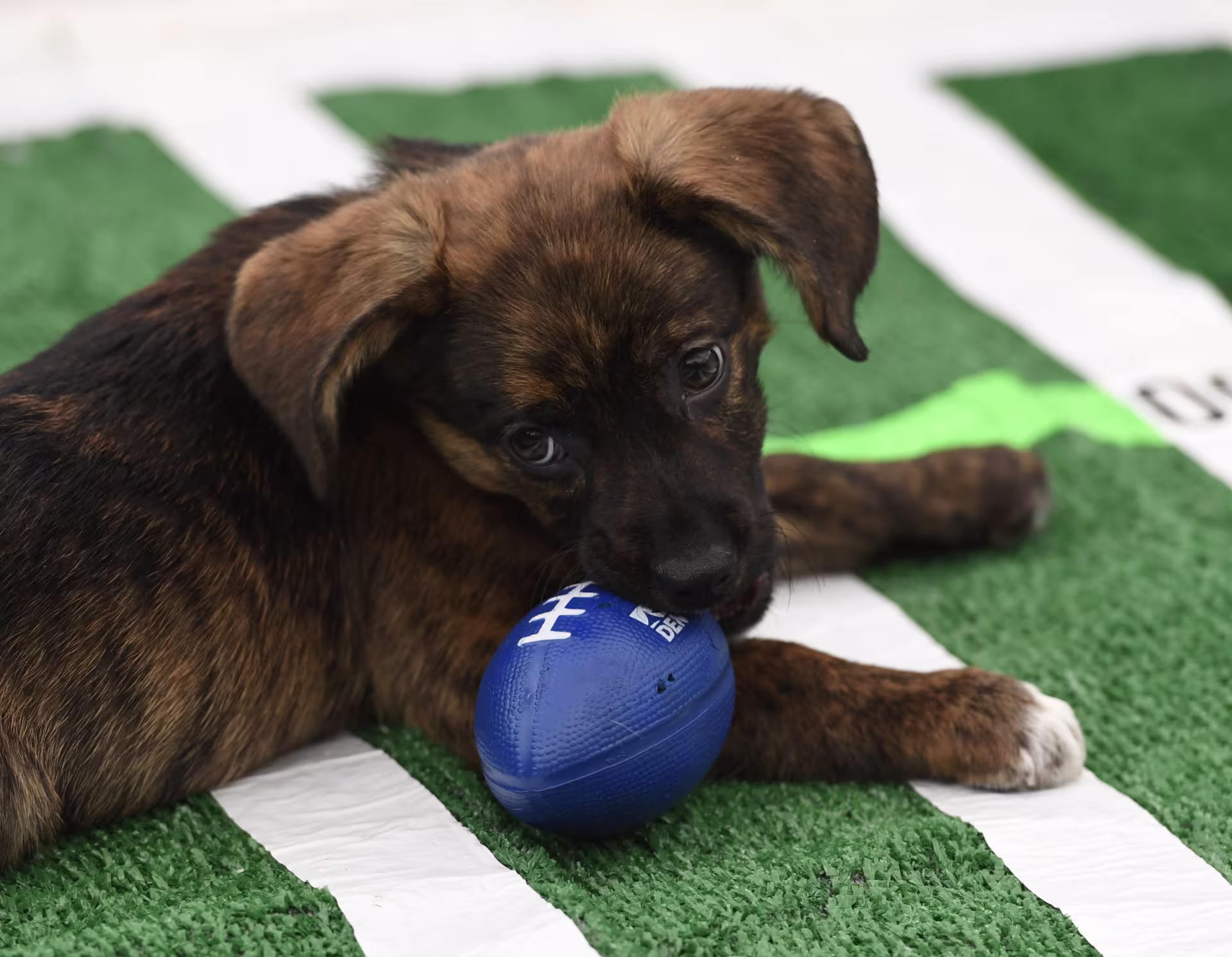 Dog on a fake football field holding a blue football toe in its mouth.