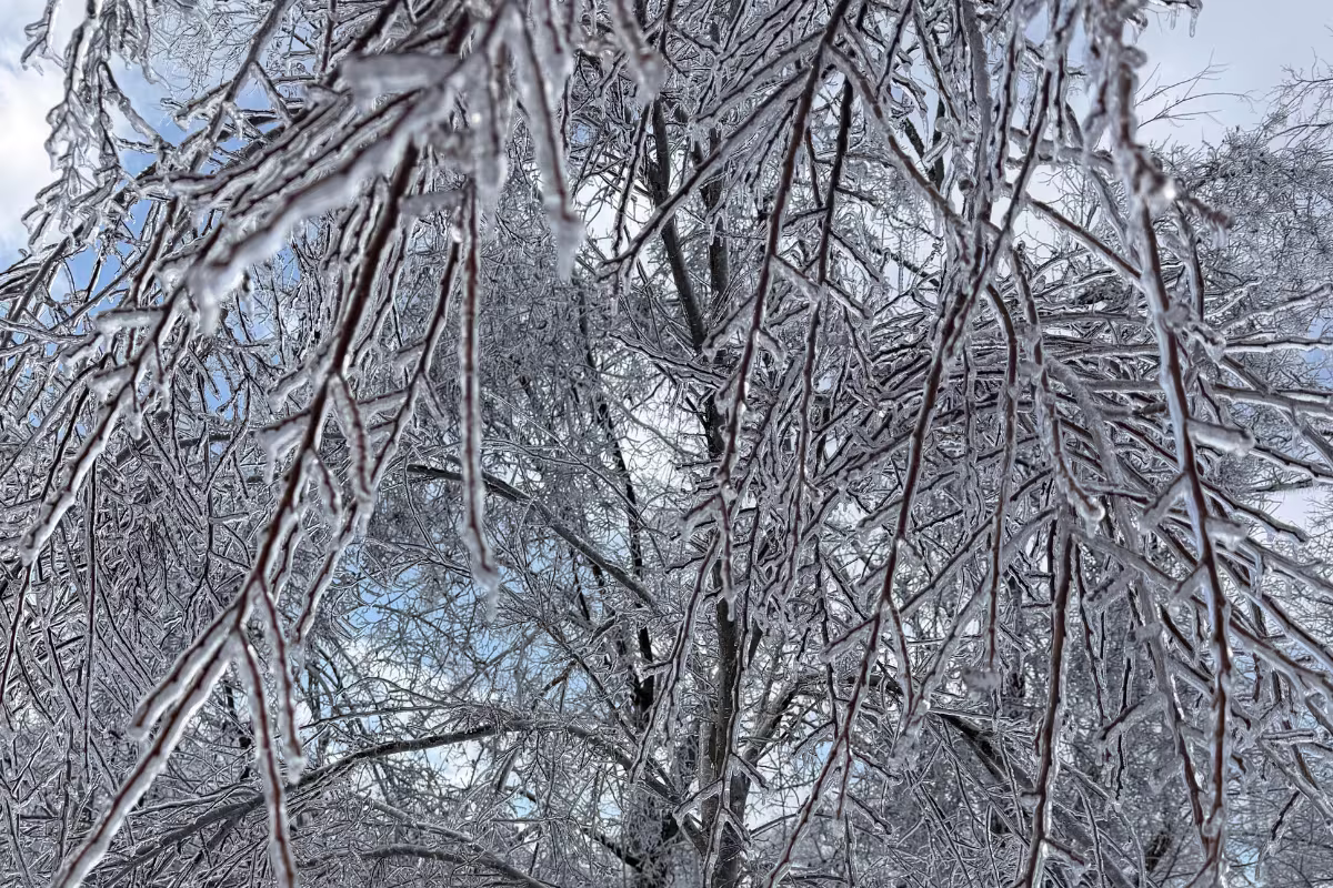 Icy tree branches.