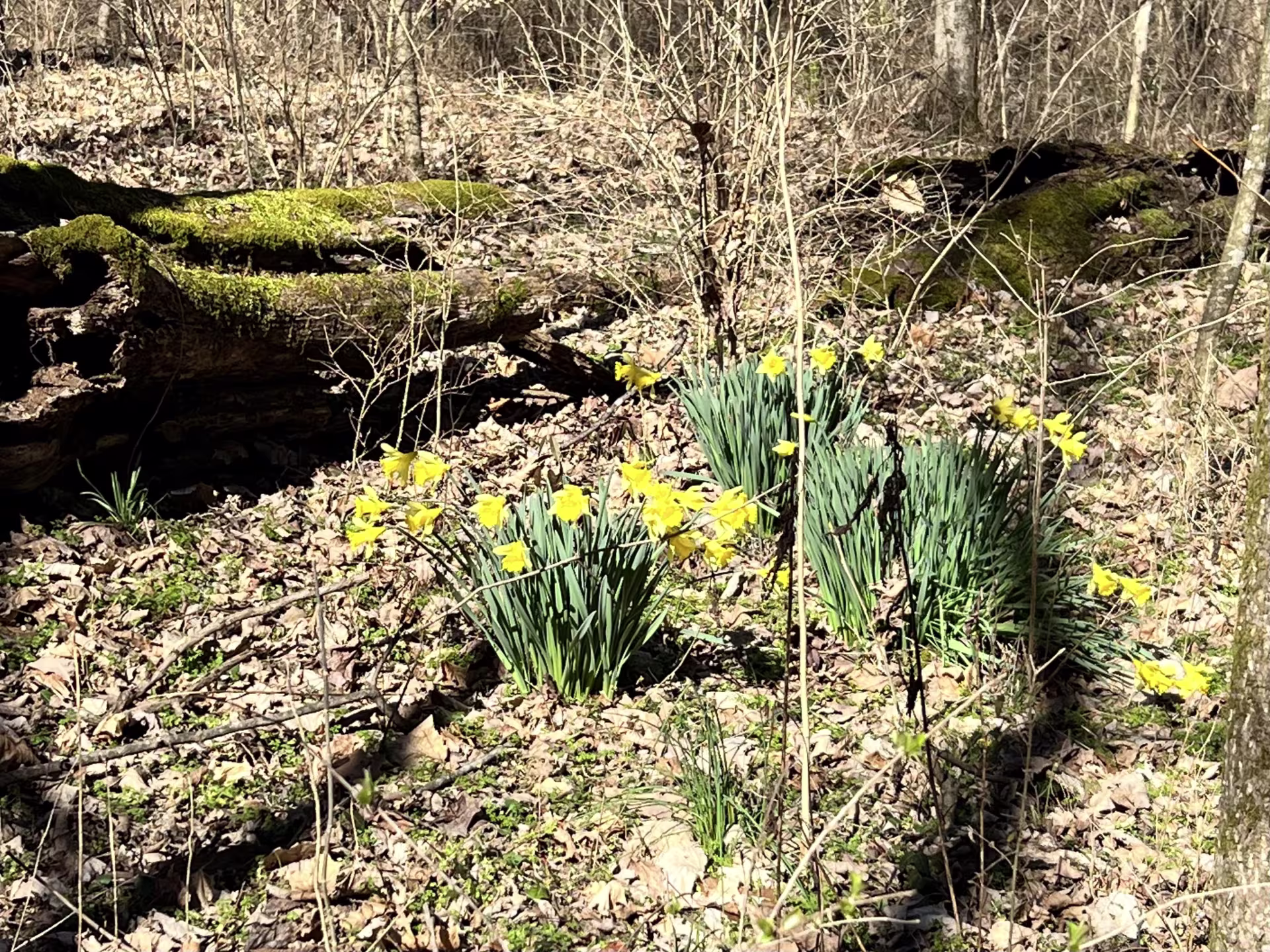 Wild yellow daffodils in a forest that still looks a bit bare from winter.